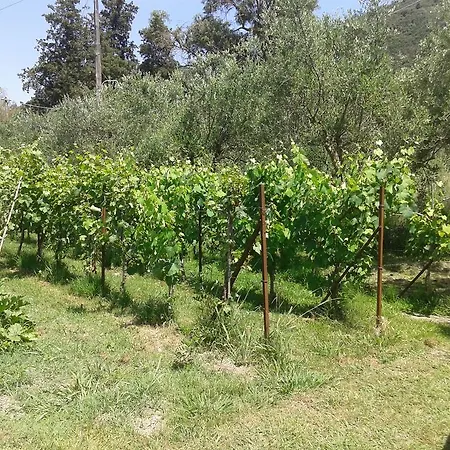 Апартаменты Vasso's *